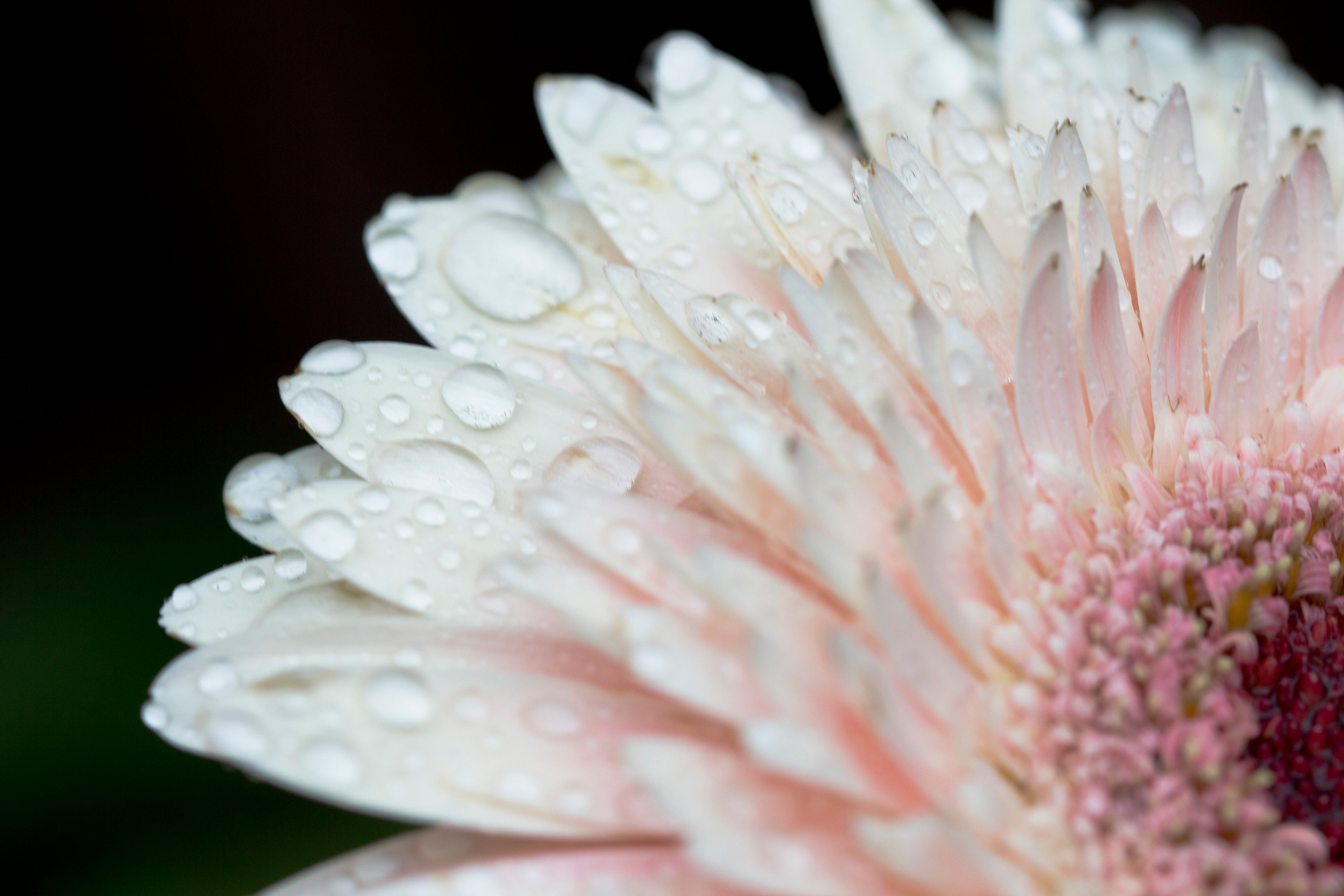 collection-banner-image