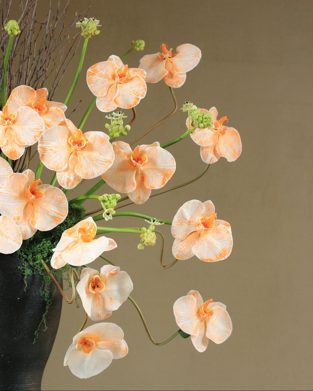 Sunrise Orchid