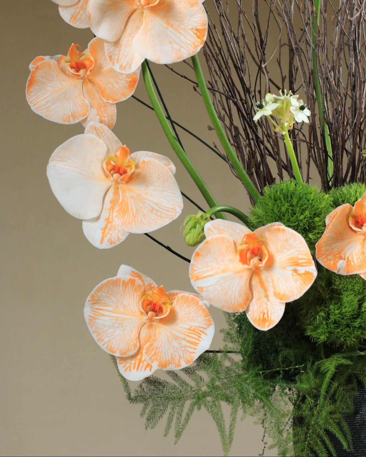 Sunrise Orchid