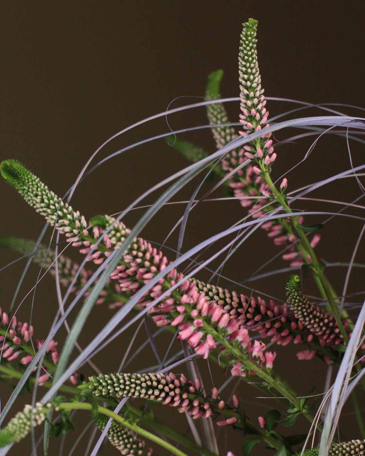 Femininity in the color of roses